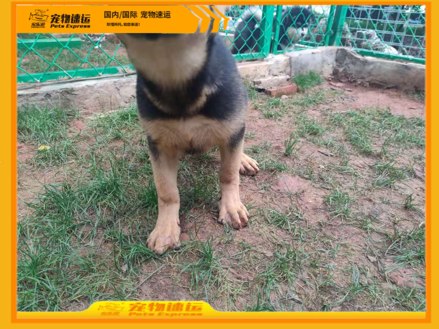 南京宠乐游宠物托运