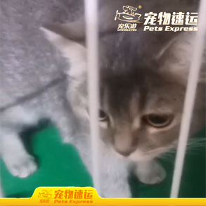 江苏宠乐游宠物托运