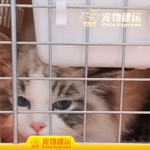 曲靖宠乐游宠物托运