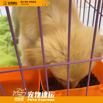 肇庆宠乐游宠物托运