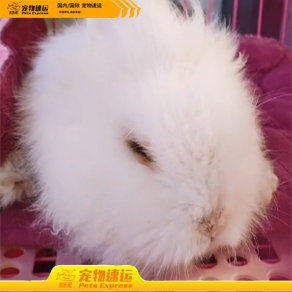 厦门宠乐游宠物托运