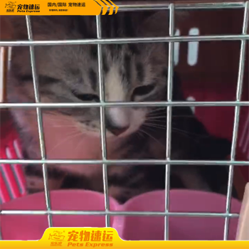 苏州宠乐游宠物托运