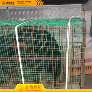 浙江宠乐游宠物托运