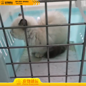 德宏宠乐游宠物托运