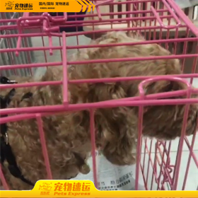 武汉宠乐游宠物托运
