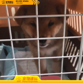 开远宠乐游宠物托运