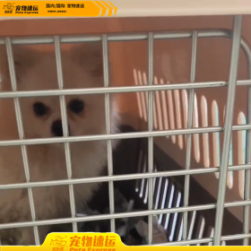 宠物猫狗运输，联系运输宠物需要多少费用