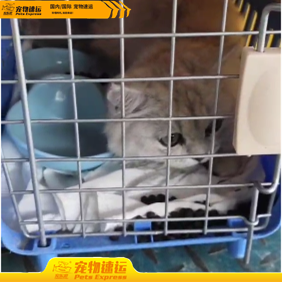 猫猫走航空托运费用是多少，托运方式怎么联系