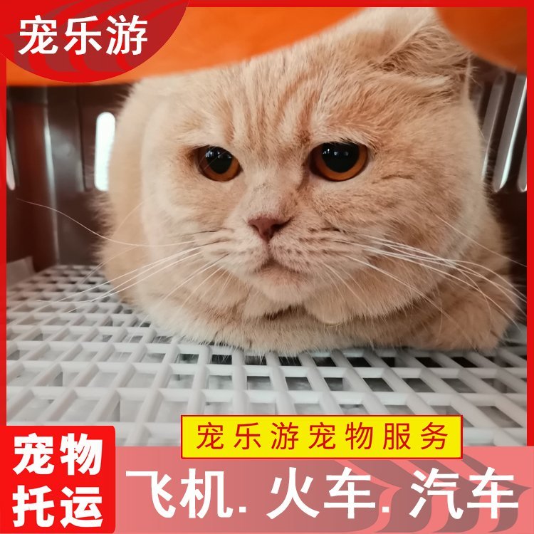 国内国际宠物运输，实体门店在线咨询，宠物运输方式选择
