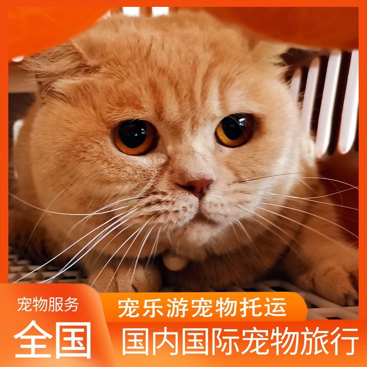 狗狗怎么运输，昆明宠乐游宠物运输，昆明托运宠物怎么联系，云南宠物运输方式咨询
