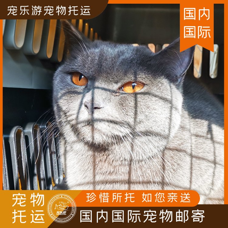 猫猫到广州，宠物运输联系，宠物托运方式有些什么
