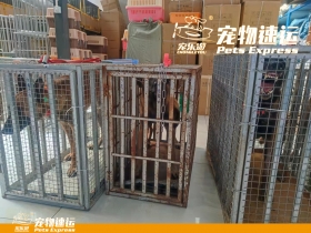 上海宠乐游宠物托运