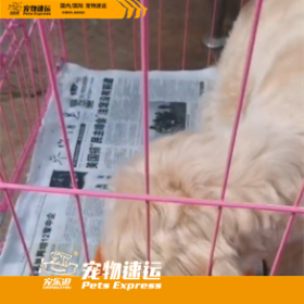 北京宠乐游宠物托运