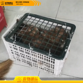 楚雄宠乐游宠物托运