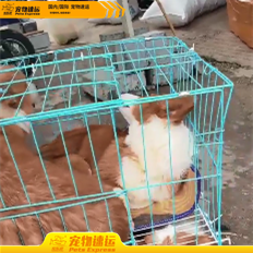 保山宠乐游宠物托运