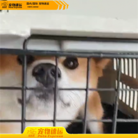 怒江宠乐游宠物托运