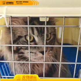 昆明宠乐游宠物托运