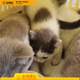 黔西南宠乐游宠物托运