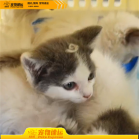 合肥宠乐游宠物托运