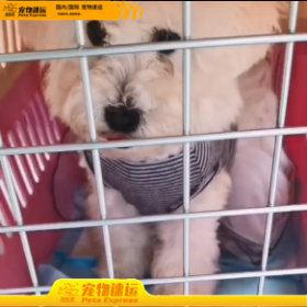 常州宠乐游宠物托运