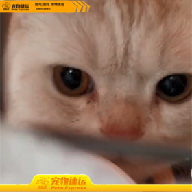 无锡宠乐游宠物托运