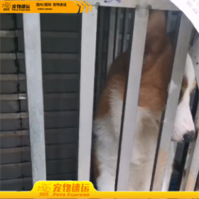 东莞宠乐游宠物托运