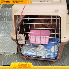 四川宠乐游宠物托运
