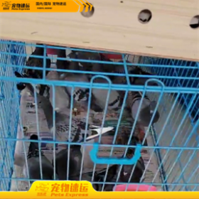 成都宠乐游宠物托运