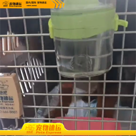 菏泽宠乐游宠物托运