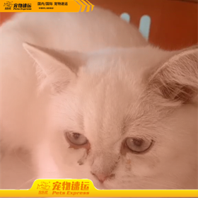 贵港宠乐游宠物托运