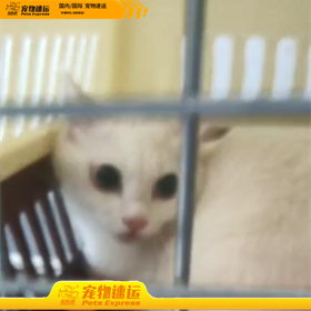 迪庆宠乐游宠物托运