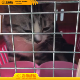 苏州宠乐游宠物托运
