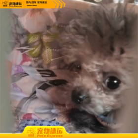 景洪宠乐游宠物托运