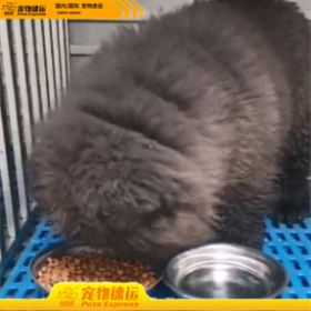 甘肃宠乐游宠物托运