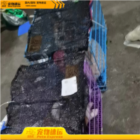 西双版纳宠乐游宠物托运