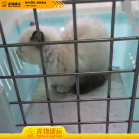 德宏宠乐游宠物托运