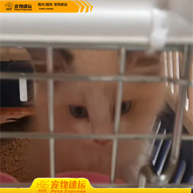 昭通宠乐游宠物托运