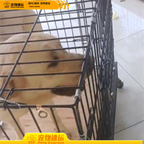 迪庆宠乐游宠物托运