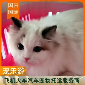 宠乐游宠物托运方式，大理到苏州托运费用，宠物托运的防护方法