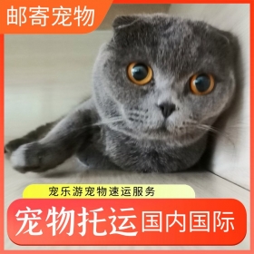 宠物托运的价格是多少，大理到杭州宠物运输，宠物火车托运联系