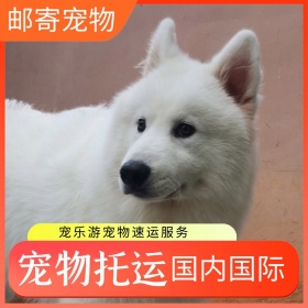 宠物托运快递，宠物运输陆运，昆明宠物运输联系，宠物托运价格联系