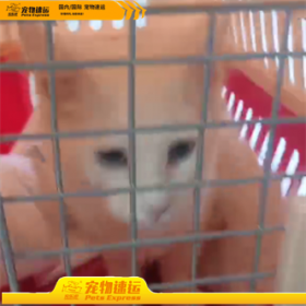 宠物可以上飞机吗？宠物猫怎么托运回家？宠物快递公司又那些