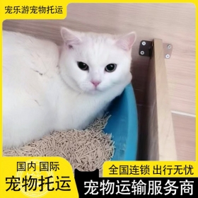 宠乐游宠物托运，航空托运方式有些什么，宠物运输价格联系