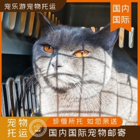 猫猫到广州，宠物运输联系，宠物托运方式有些什么