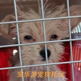 为爱宠量身定制的托运神器，宠物运输费用联系，托运价格咨询