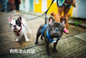 德州狗狗怎么办理托运需要什么手续