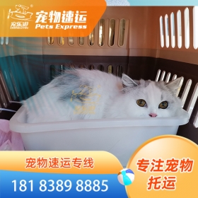 桂林丽江宠物托运猫狗公司