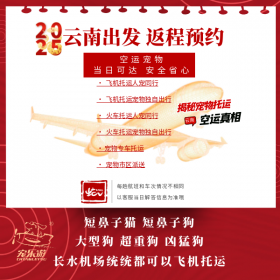 云南宠乐游宠物返程托运服务开启