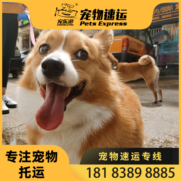 1607659816325655.jpg 主图1.jpg