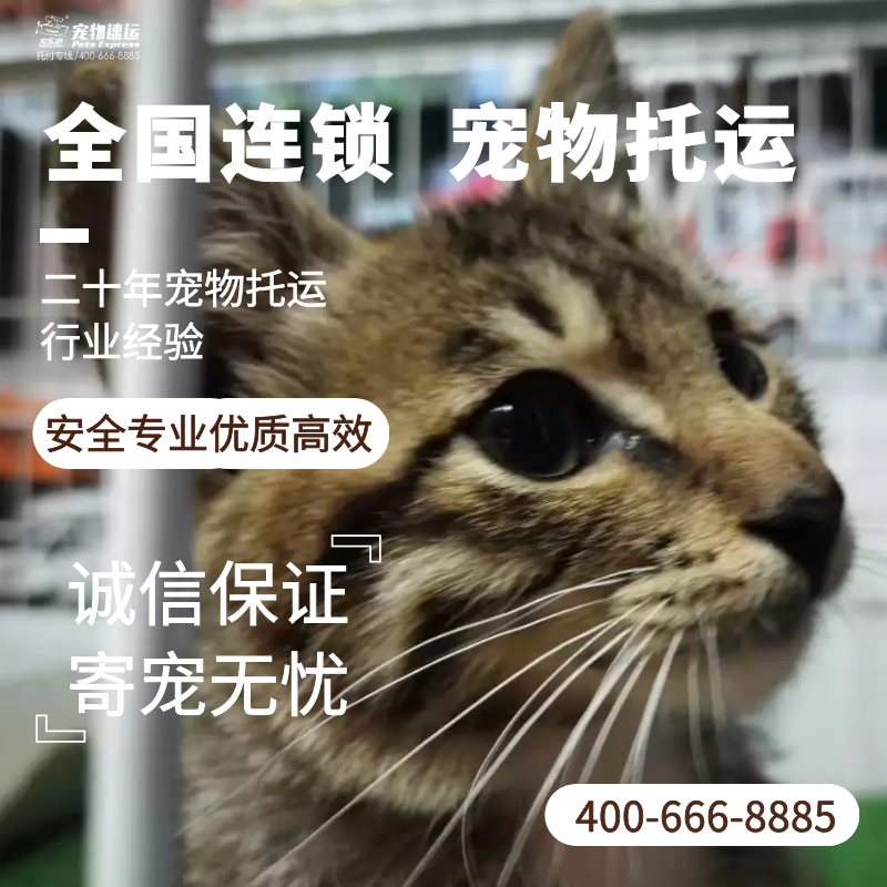 宠物托运方式.png